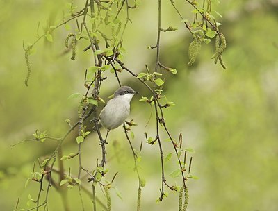 BUITEN BEELD Foto: 156577