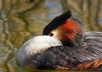 BUITEN BEELD Foto: 156582