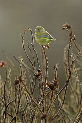 BUITEN BEELD Foto: 156585
