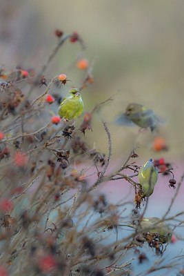 BUITEN BEELD Foto: 156586