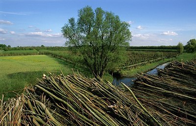 BUITEN BEELD Foto: 156598