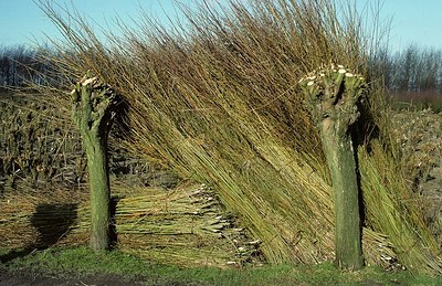 BUITEN BEELD Foto: 156600