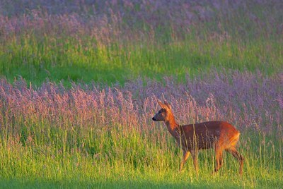 BUITEN BEELD Foto: 156622