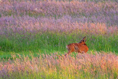 BUITEN BEELD Foto: 156623