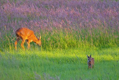 BUITEN BEELD Foto: 156627