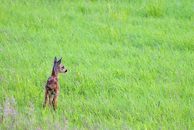 BUITEN BEELD Foto: 156628