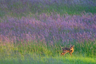 BUITEN BEELD Foto: 156629