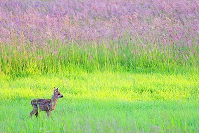 BUITEN BEELD Foto: 156630