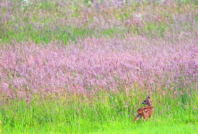 BUITEN BEELD Foto: 156631