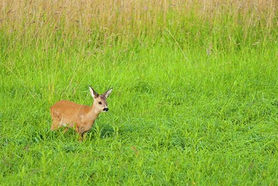 BUITEN BEELD Foto: 156632