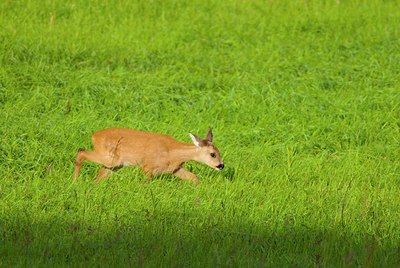 BUITEN BEELD Foto: 156634