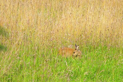 BUITEN BEELD Foto: 156635