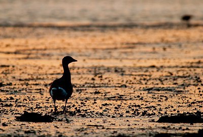 BUITEN BEELD Foto: 156644