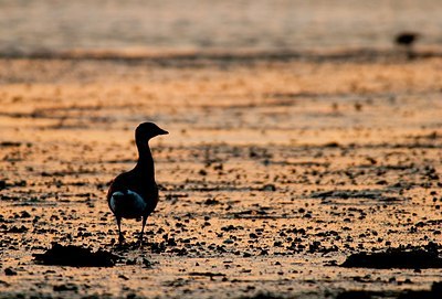 BUITEN BEELD Foto: 156644