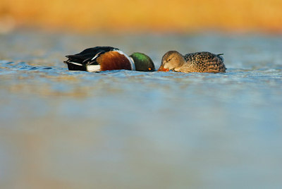 BUITEN BEELD Foto: 156657