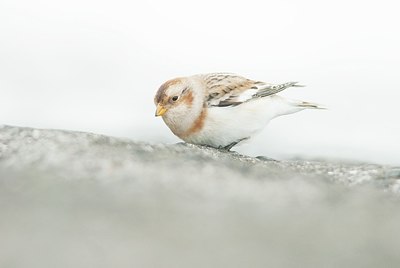 BUITEN BEELD Foto: 156661