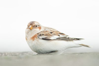 BUITEN BEELD Foto: 156663