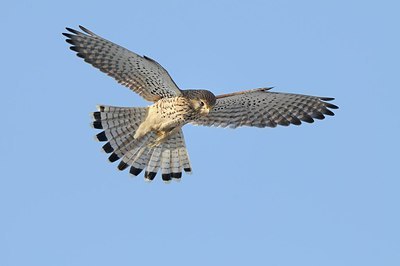 BUITEN BEELD Foto: 156693