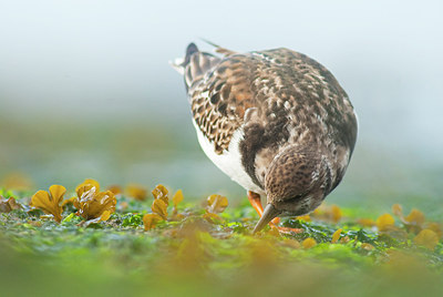 BUITEN BEELD Foto: 156708