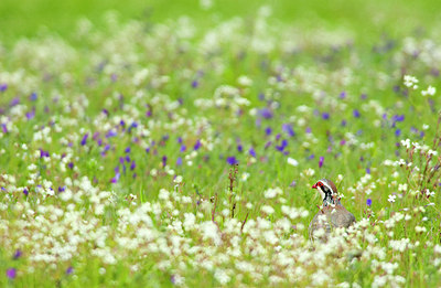 BUITEN BEELD Foto: 156712