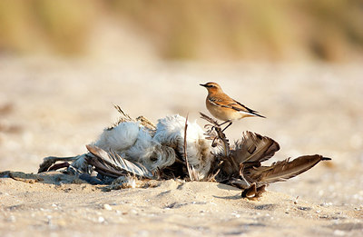 BUITEN BEELD Foto: 156713