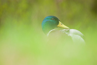 BUITEN BEELD Foto: 156734