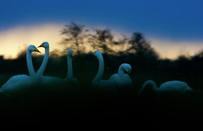 BUITEN BEELD Foto: 156738