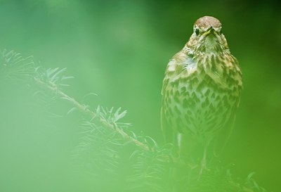 BUITEN BEELD Foto: 156741