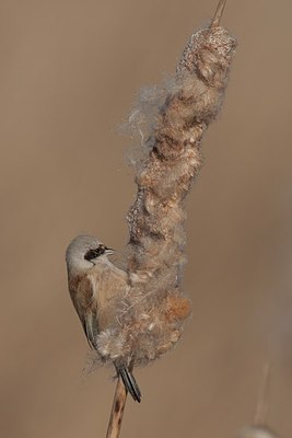 BUITEN BEELD Foto: 156745