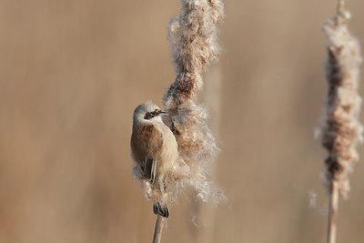 BUITEN BEELD Foto: 156748