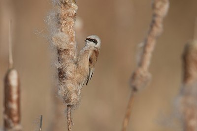 BUITEN BEELD Foto: 156752