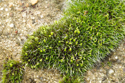 BUITEN BEELD Foto: 156754