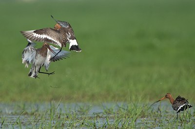 BUITEN BEELD Foto: 156756