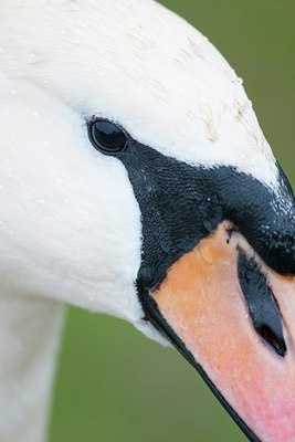 BUITEN BEELD Foto: 156767