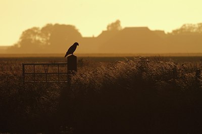 BUITEN BEELD Foto: 156768