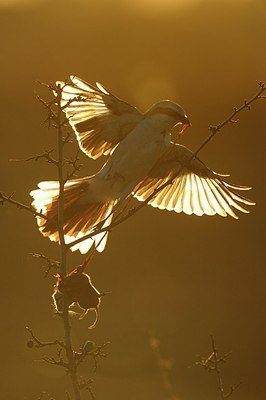 BUITEN BEELD Foto: 156782