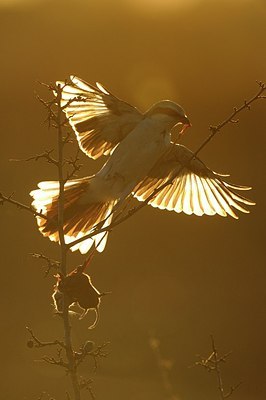 BUITEN BEELD Foto: 156782