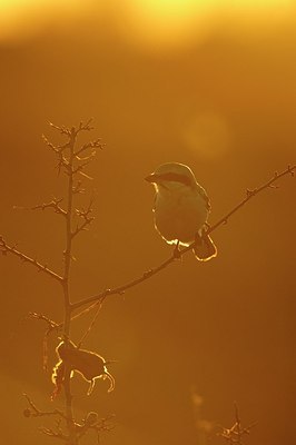 BUITEN BEELD Foto: 156784