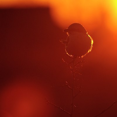 BUITEN BEELD Foto: 156790