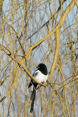 BUITEN BEELD Foto: 156849