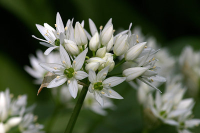 BUITEN BEELD Foto: 156861