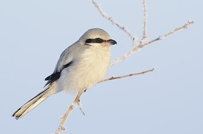 BUITEN BEELD Foto: 156866