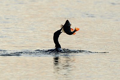 BUITEN BEELD Foto: 156915