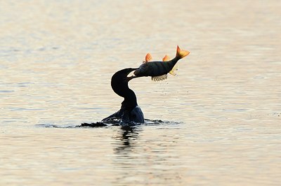 BUITEN BEELD Foto: 156917
