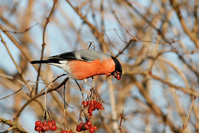 BUITEN BEELD Foto: 156983