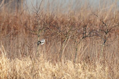 BUITEN BEELD Foto: 156999