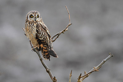 BUITEN BEELD Foto: 157012