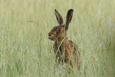 BUITEN BEELD Foto: 157013