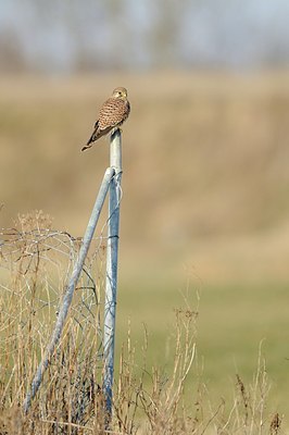 BUITEN BEELD Foto: 157051