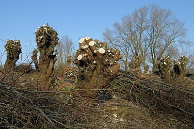 BUITEN BEELD Foto: 157101